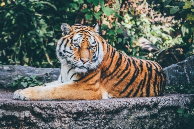 Picture of tiger resting