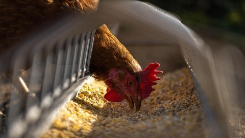Image of hen eating seed