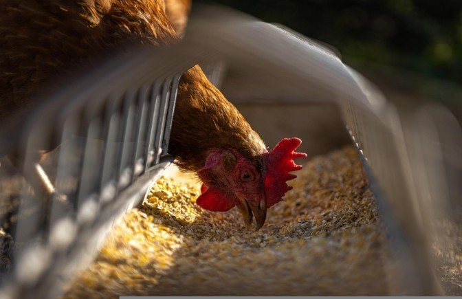 Image of hen eating seed