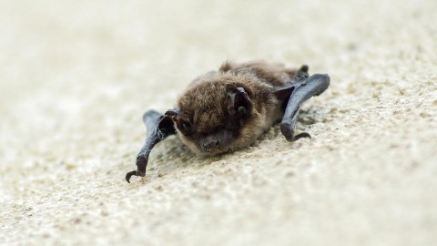 Image of small bat
