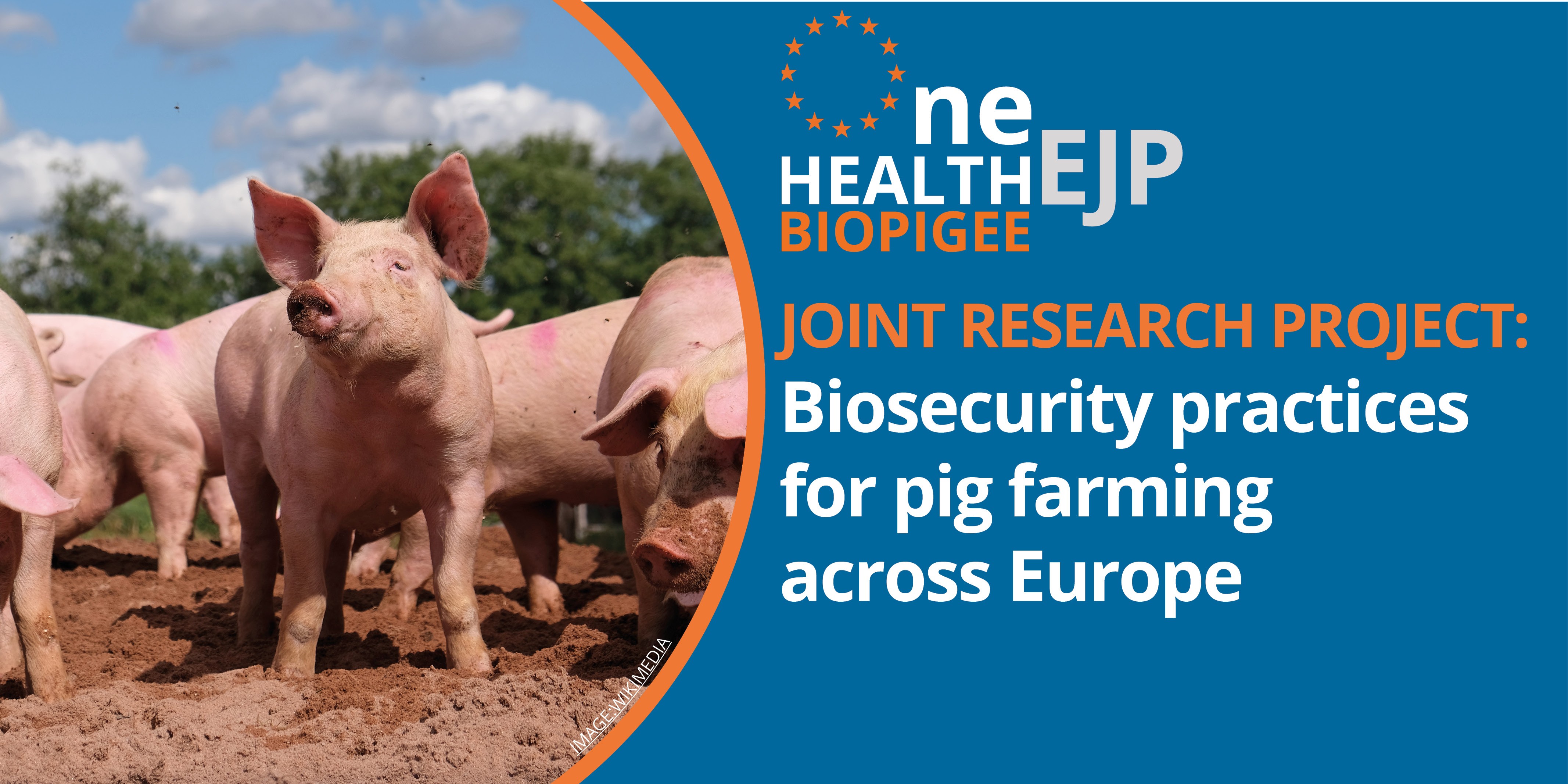 BIOPIGEE workshop shared biosecurity measures in pig production